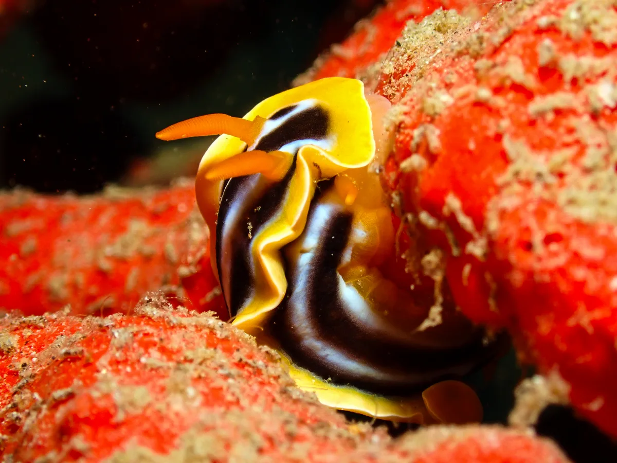Chromodoris Quadricolor