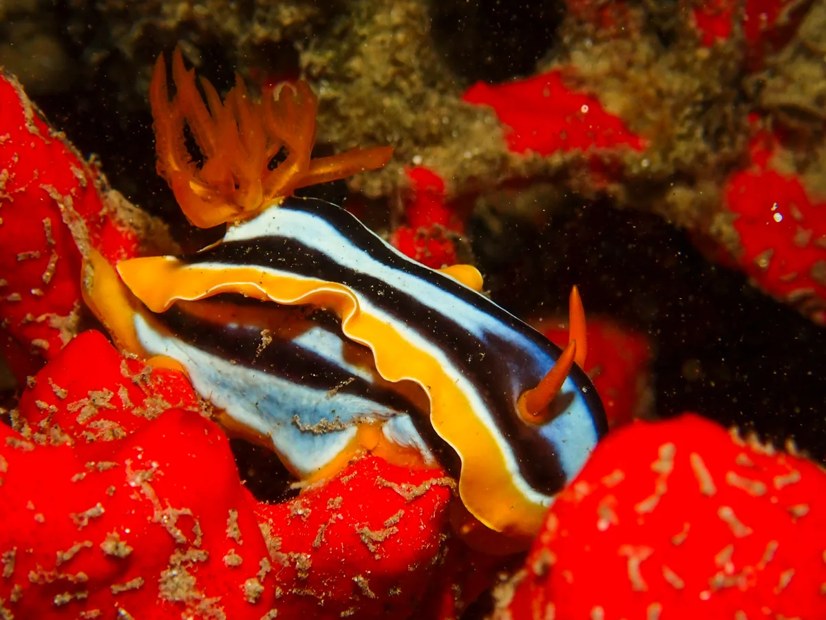 Chromodoris Quadricolor
