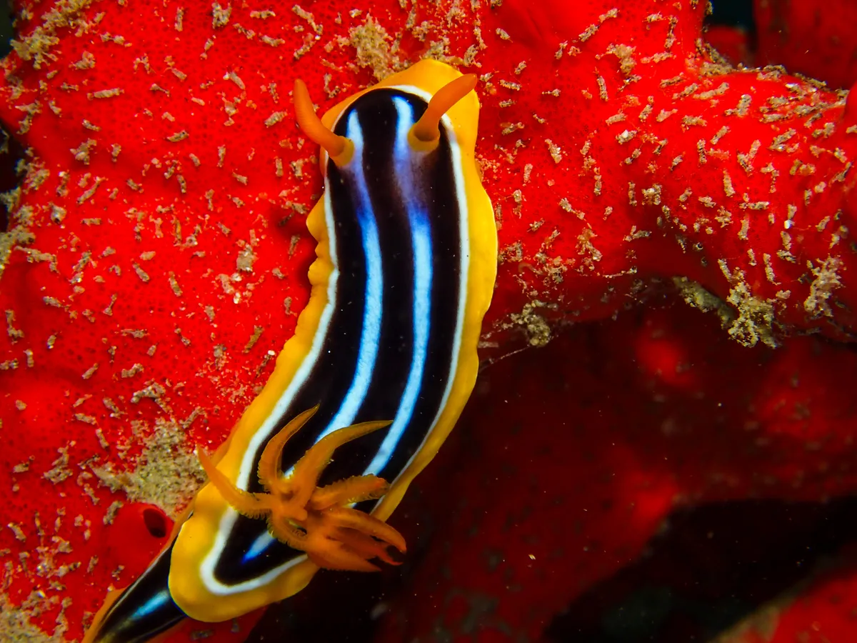 Chromodoris Quadricolor