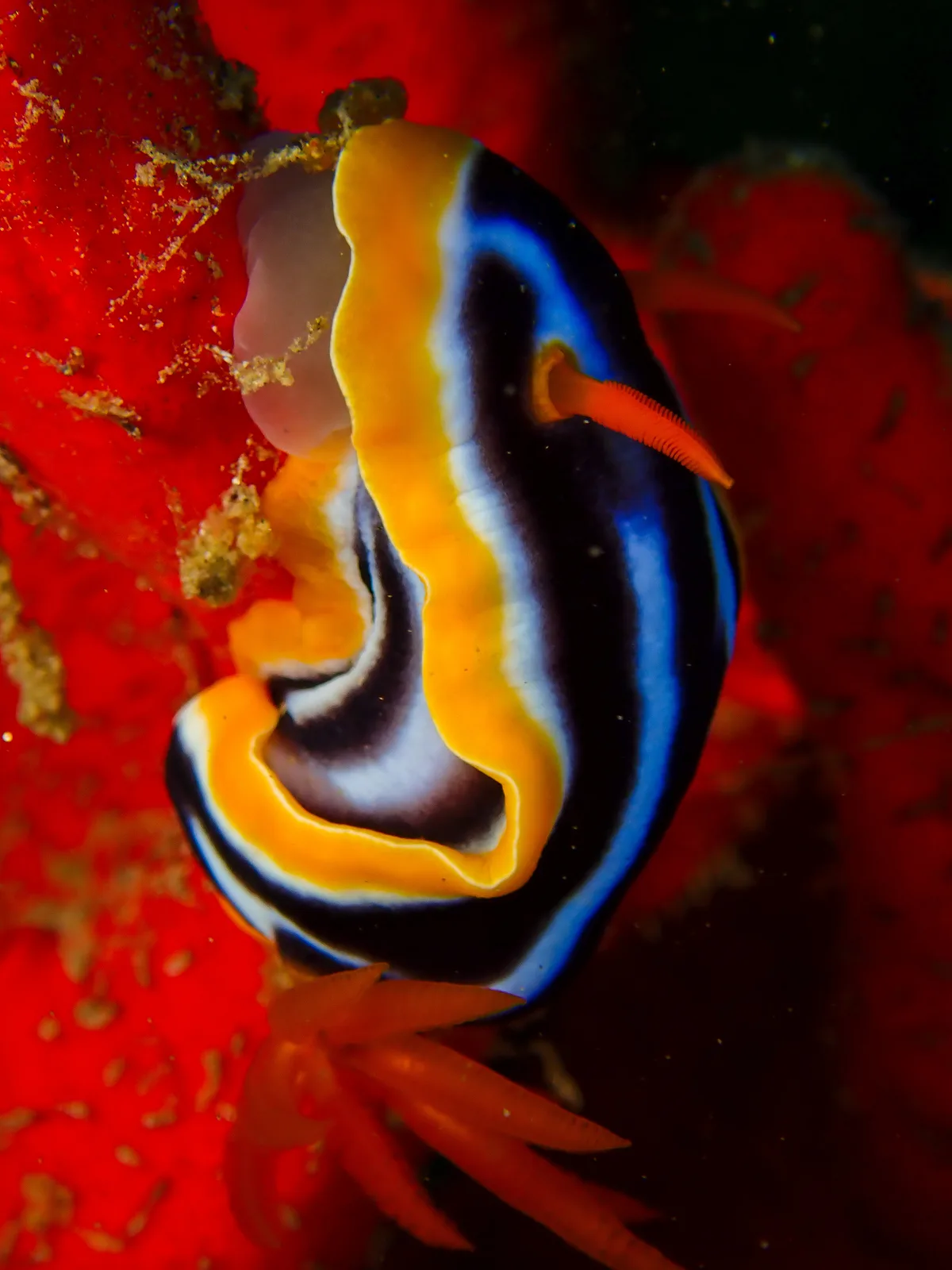 Chromodoris Quadricolor