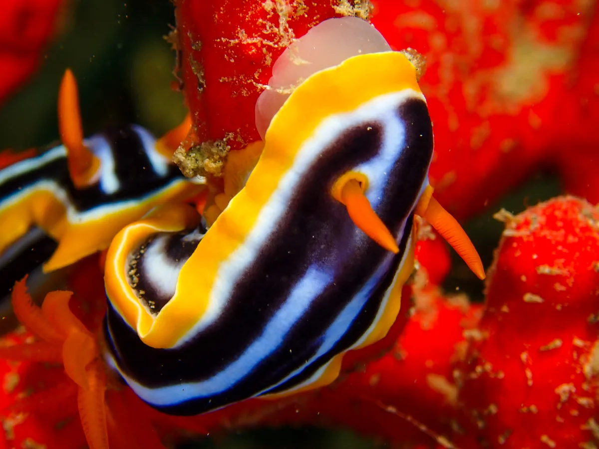 Chromodoris Quadricolor