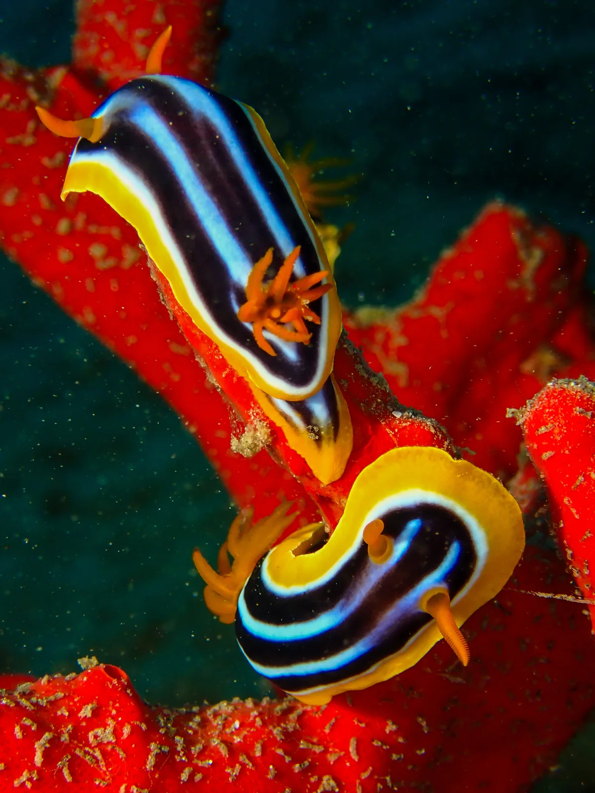 Chromodoris Quadricolor
