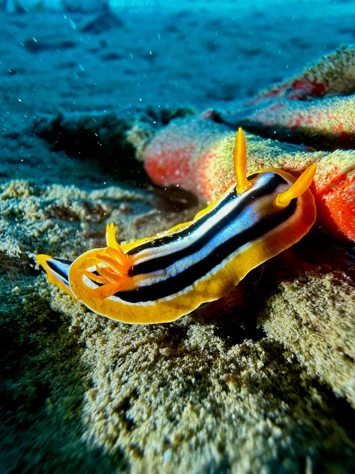 Chromodoris Quadricolor