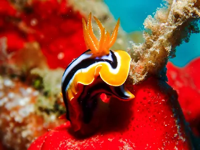 Chromodoris Quadricolor