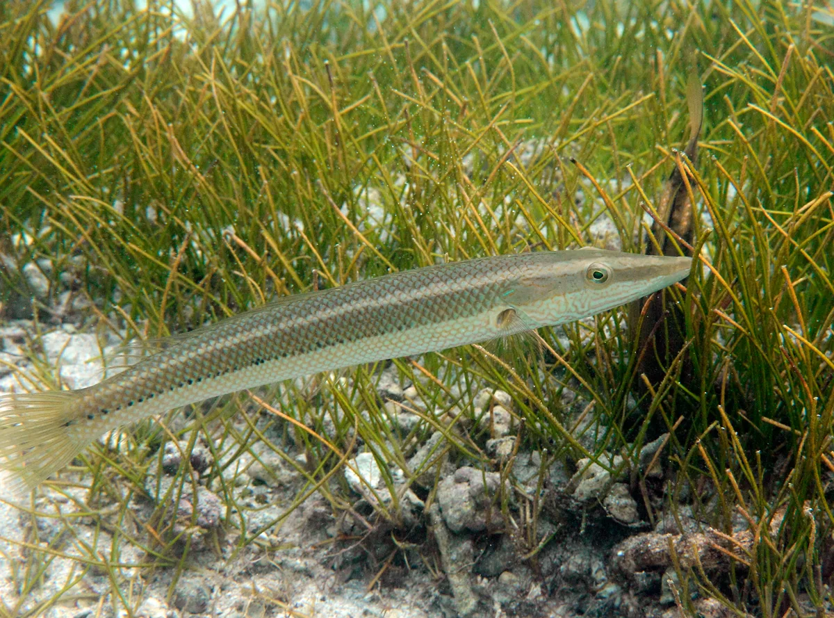 Giant Hogfish