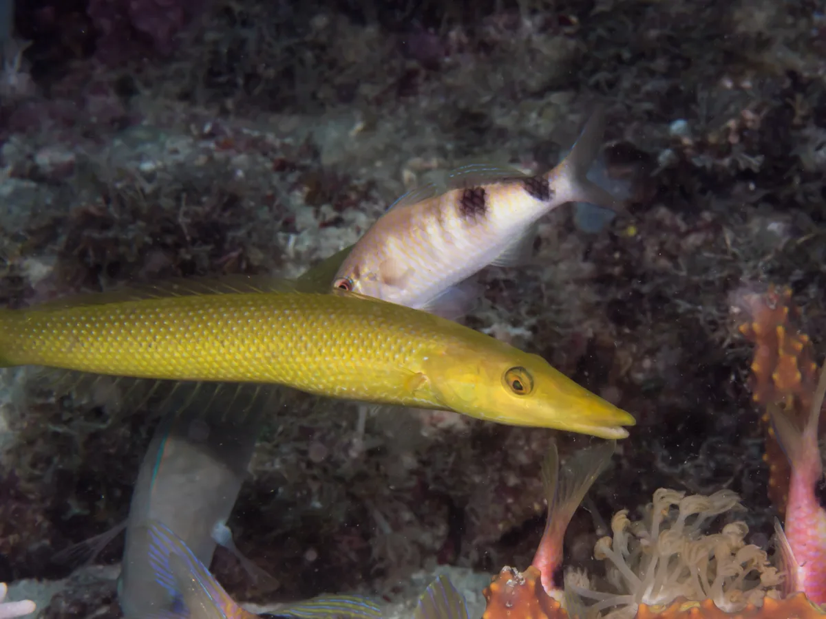 Giant Hogfish