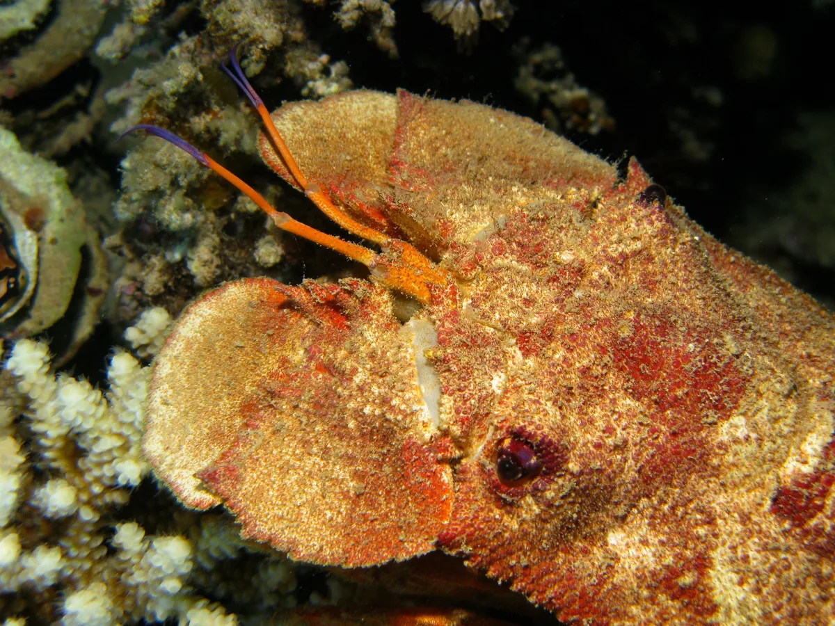 Rocklobster