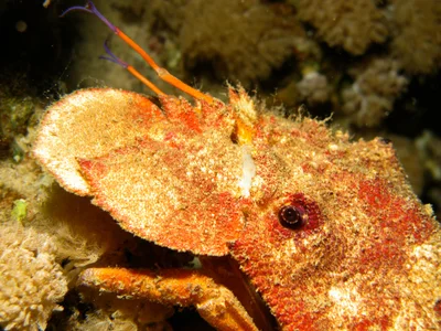Rocklobster