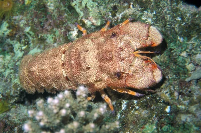 Cigale Honteuse - Scyllarides tridacnophaga