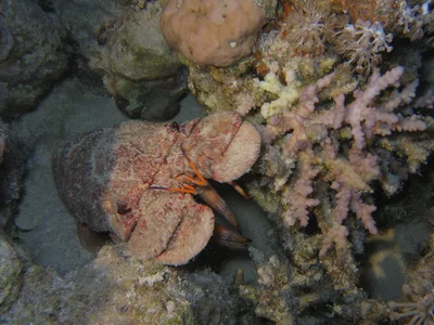 Clam Digger / Slipper Lobster
