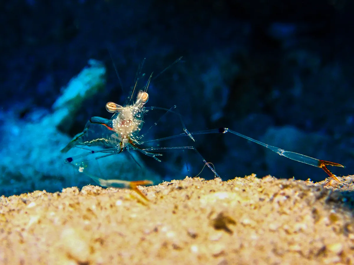 Clear Cleaner Shrimp