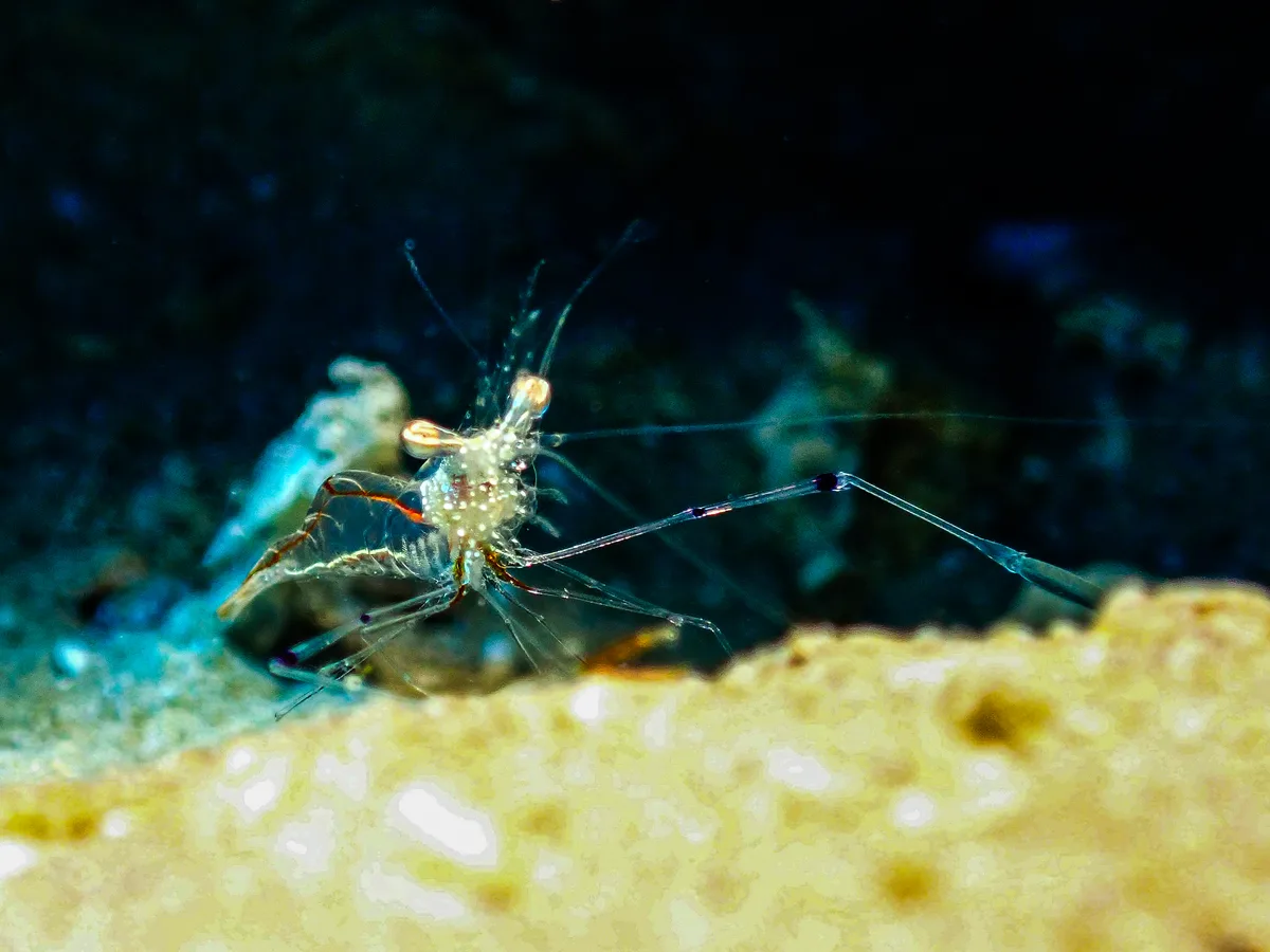 Clear Cleaner Shrimp