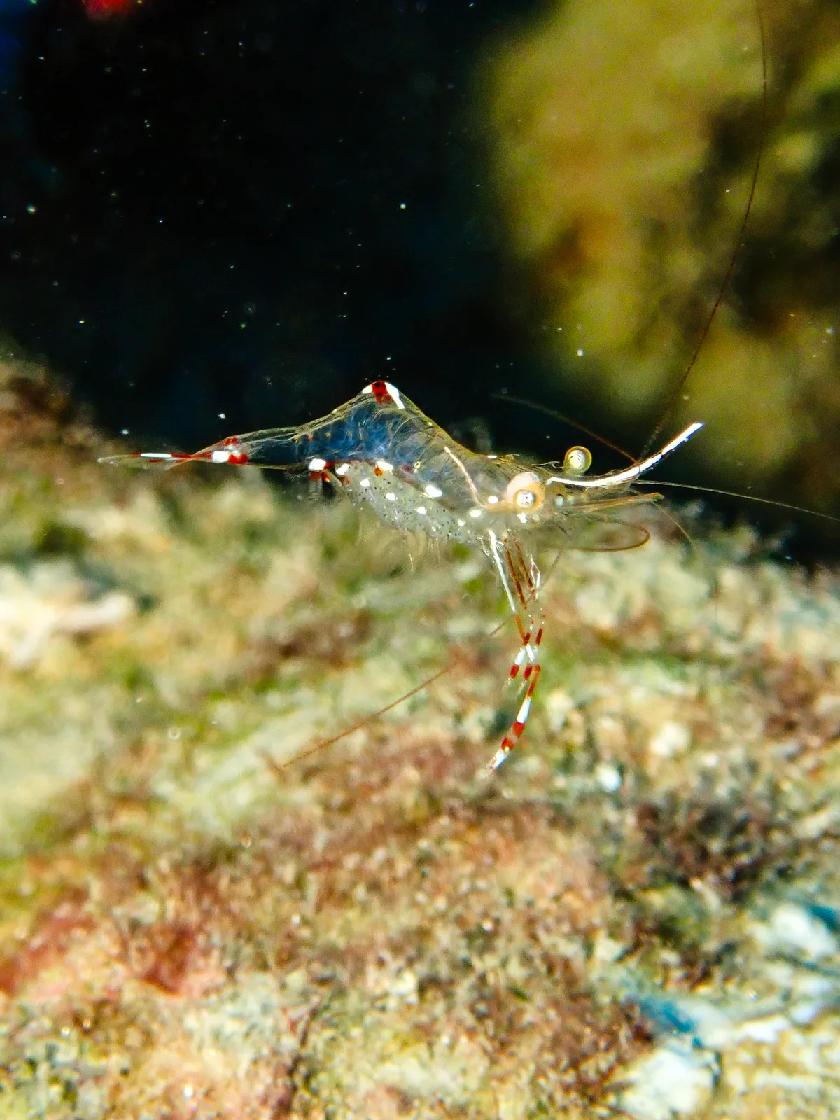 Clear Cleaner Shrimp