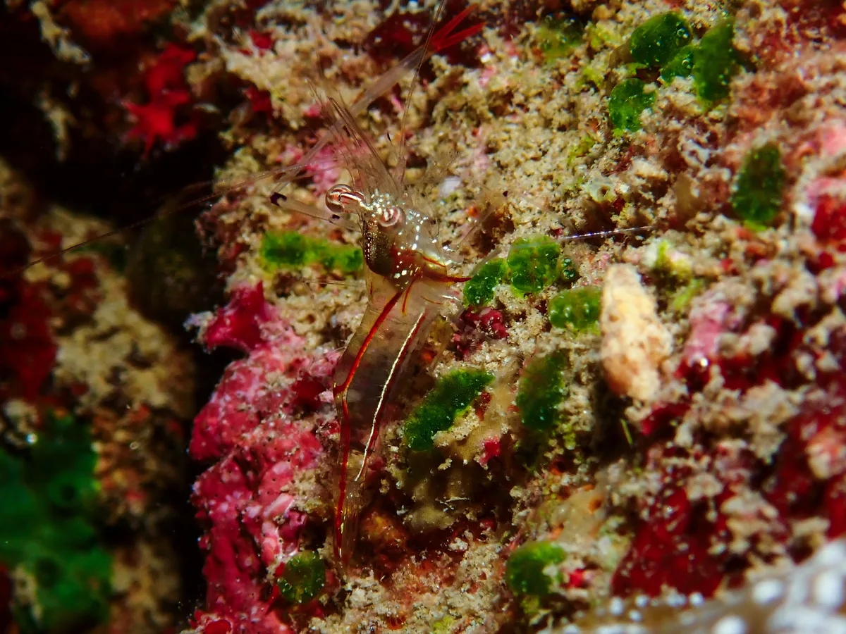 Clear Cleaner Shrimp