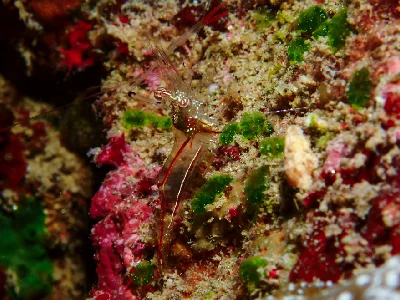 Clear Cleaner Shrimp
