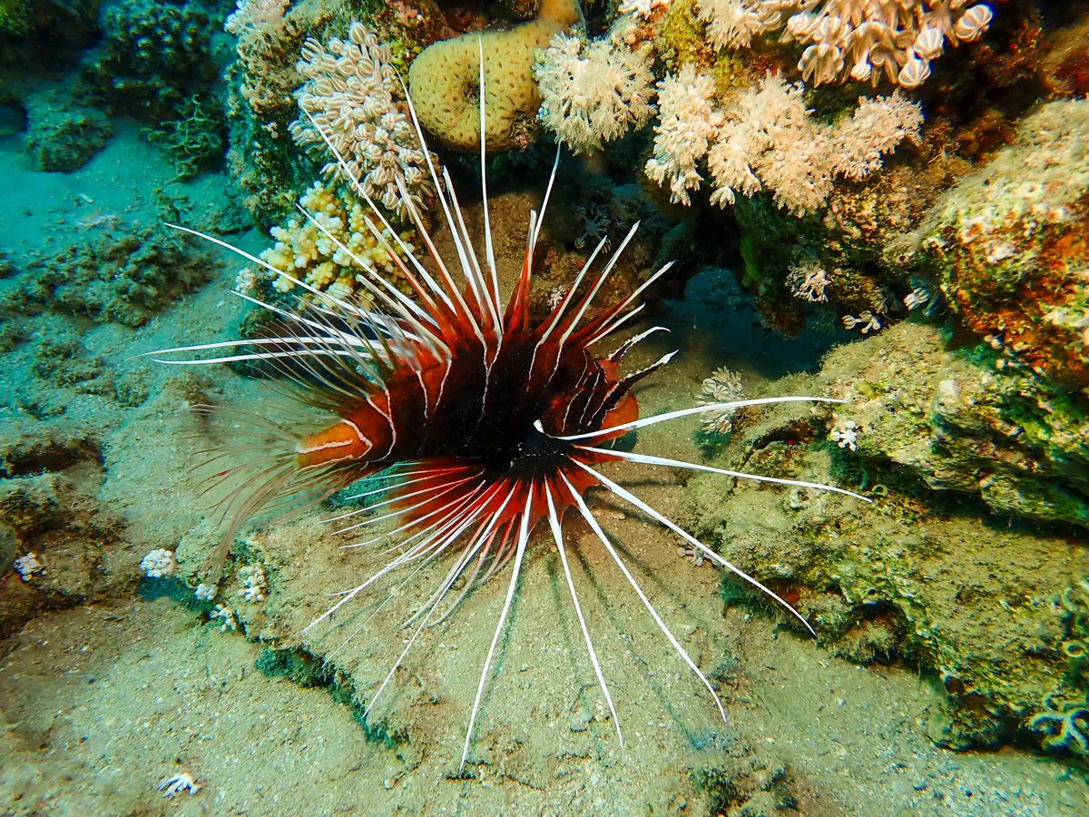Clearfin lionfish