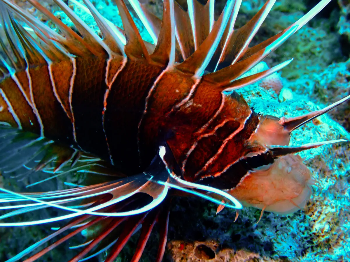 Clearfin lionfish