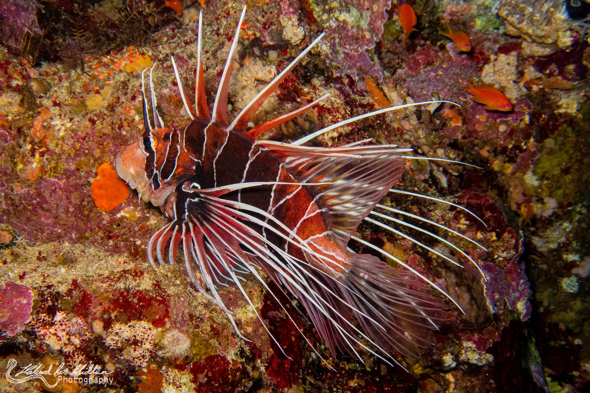 Pteropterus cinctus (Red Sea Clearfin Lionfish)