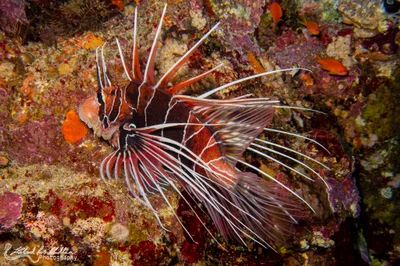 Pteropterus cinctus (Red Sea Clearfin Lionfish)