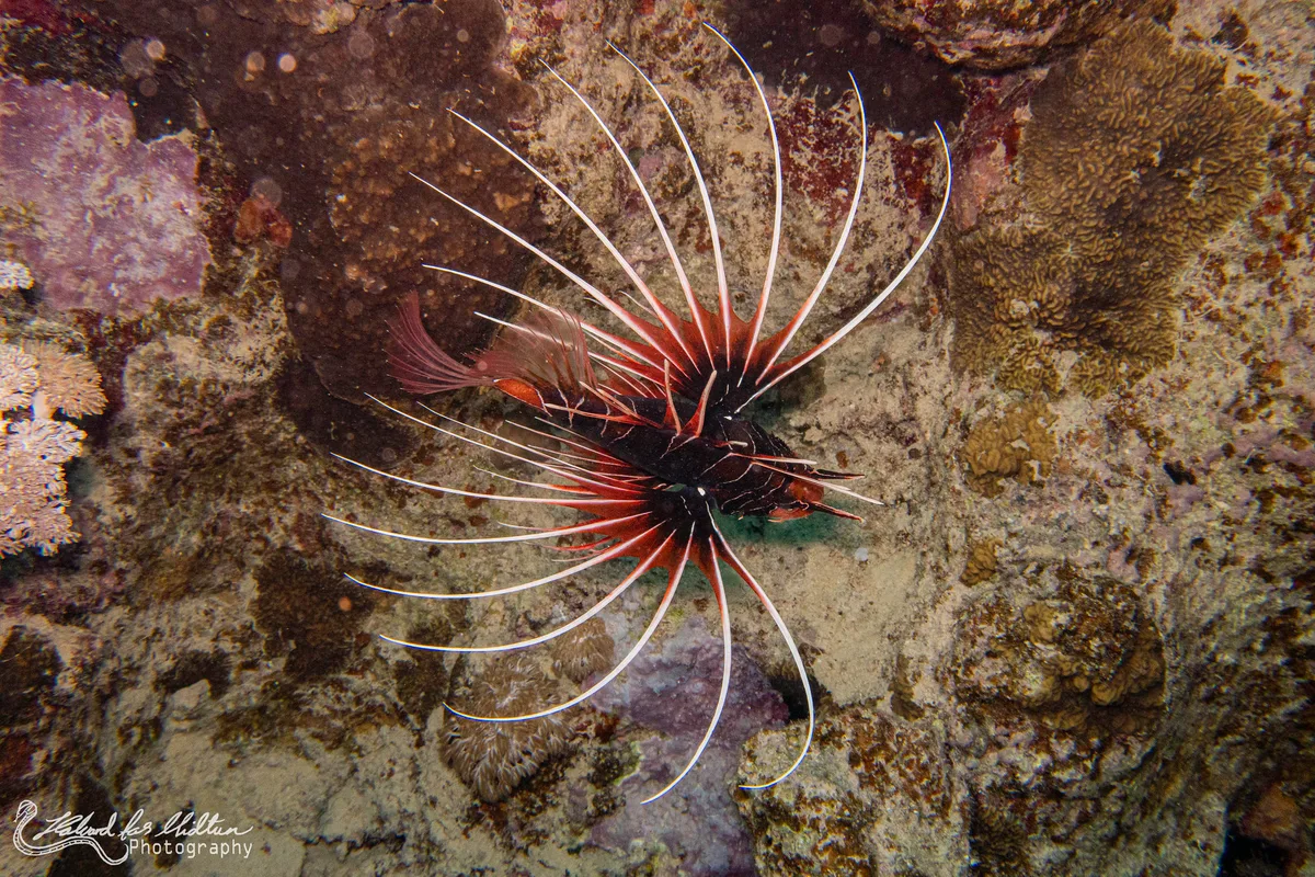 Pteropterus cinctus (Red Sea Clearfin Lionfish)