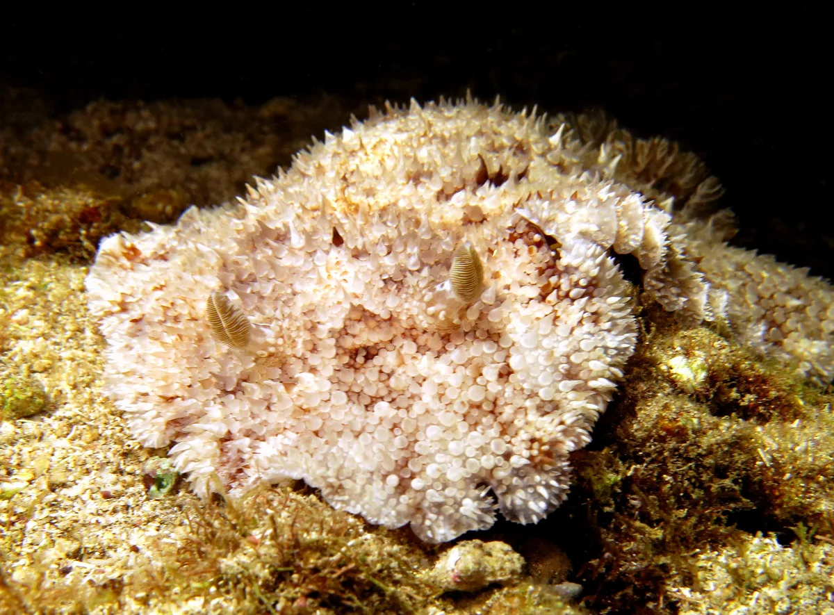 Sebadoris nubilosa