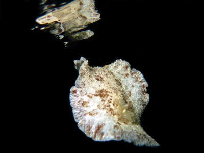 Sebadoris nubilosa