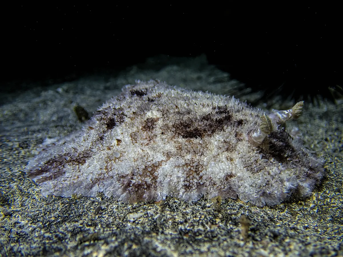 Sebadoris nubilosa