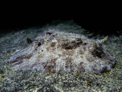 Sebadoris nubilosa