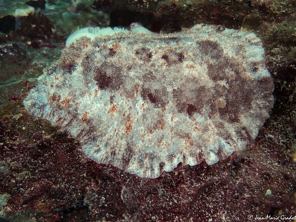 Sebadoris nubilosa (with eggs in the background)