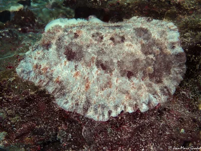 Sebadoris nubilosa (with eggs in the background)