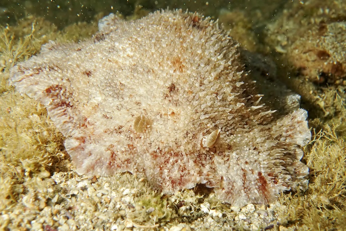 Sebadoris nubilosa