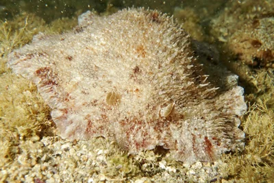 Sebadoris nubilosa