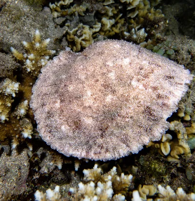 Sebadoris nubilosa