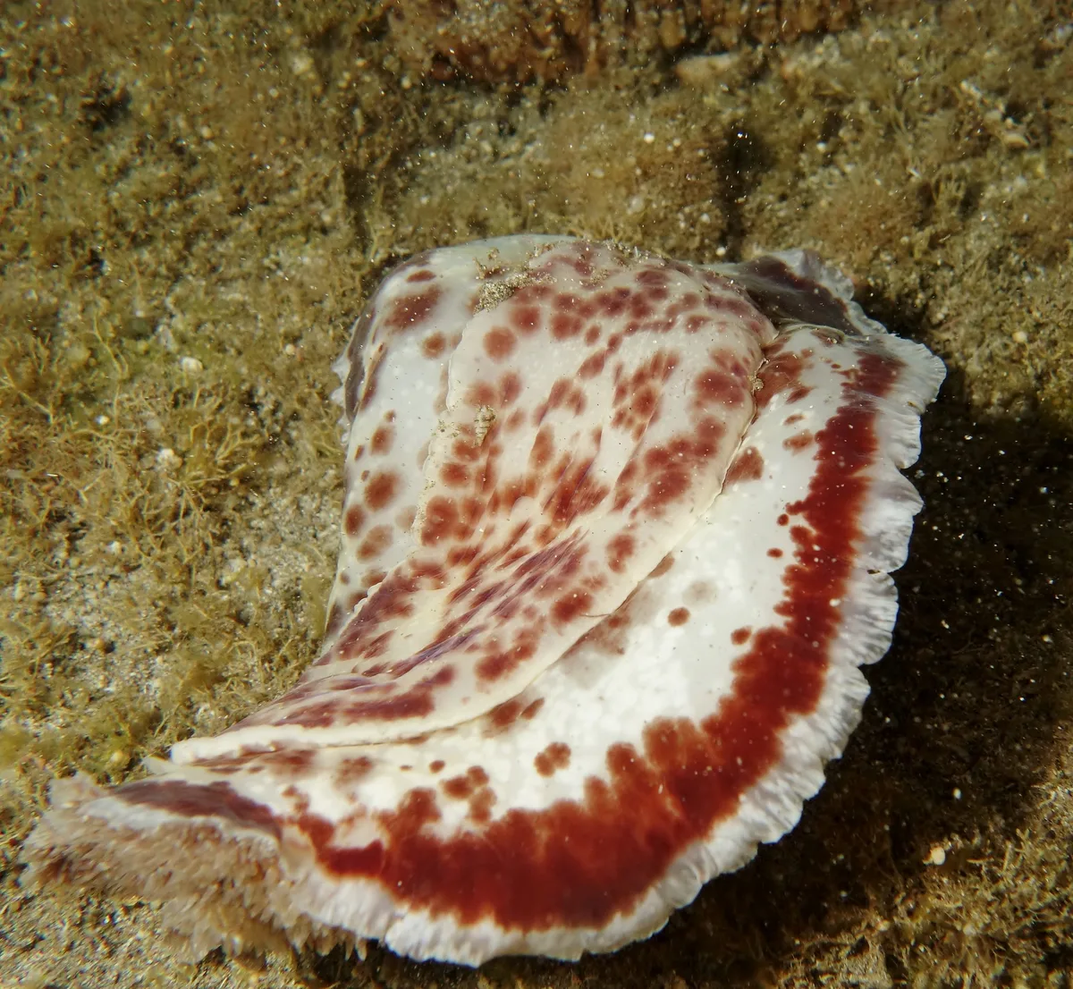 Sebadoris nubilosa
