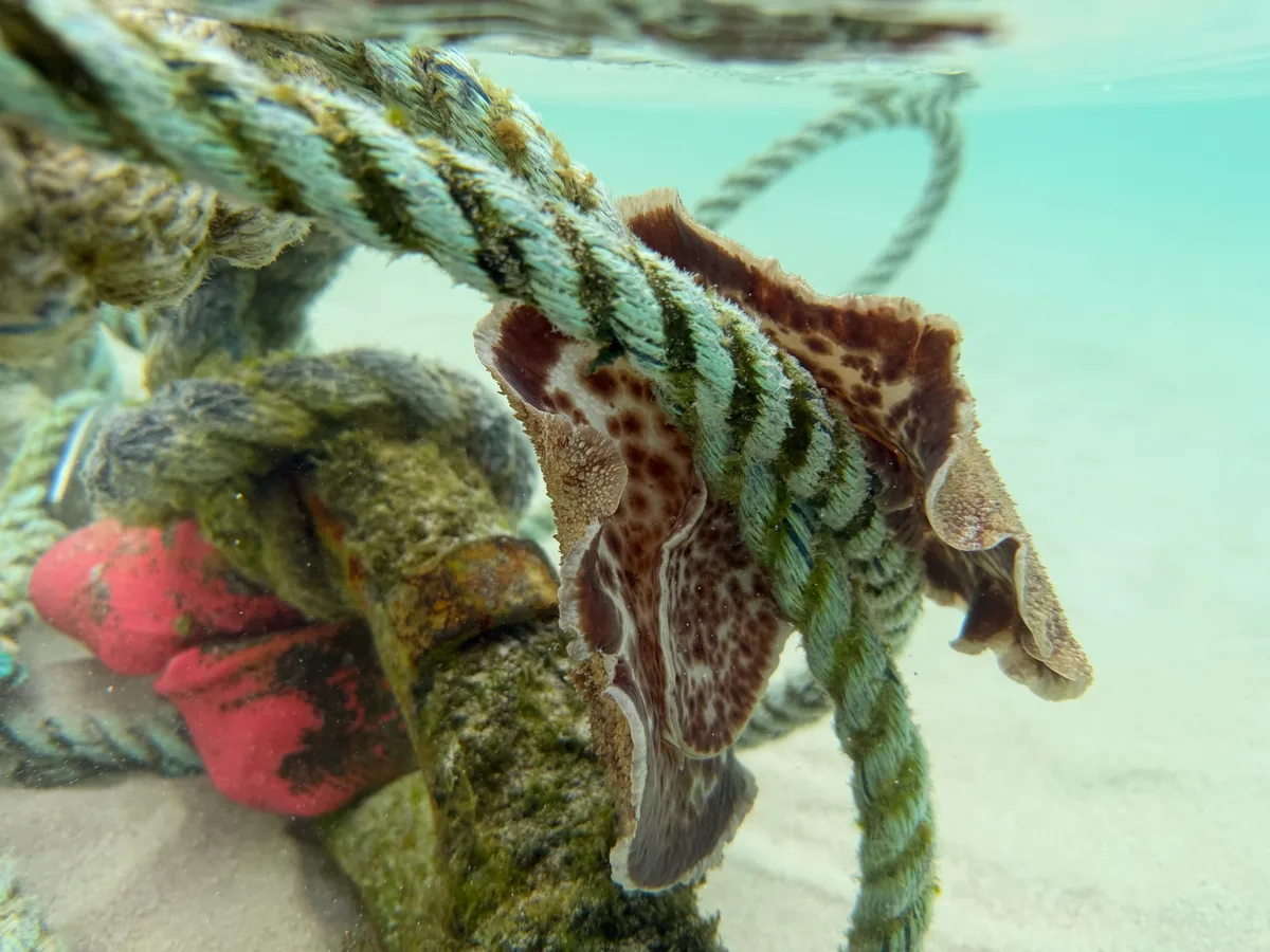 Sebadoris nubilosa - Coral Bay, AU
