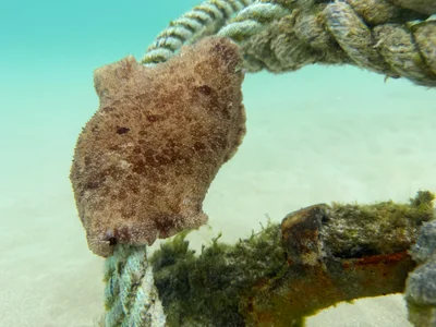 Sebadoris nubilosa - Coral Bay, AU