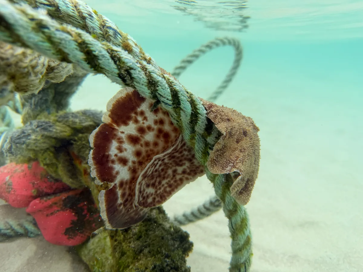Sebadoris nubilosa - Coral Bay, AU