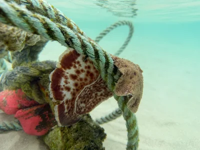 Sebadoris nubilosa - Coral Bay, AU
