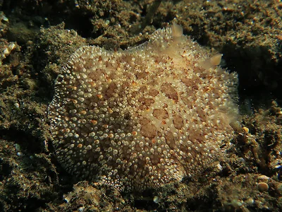 Sebadoris nubilosa - Alotau District, Milne Bay Province, Papua New Guinea