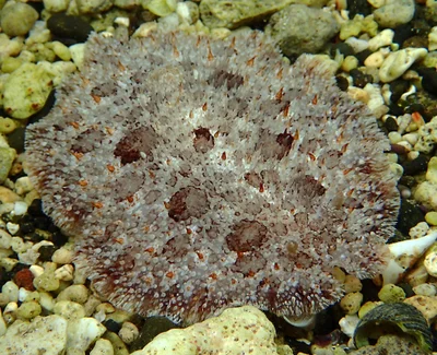 Sebadoris nubilosa - Sainte-Rose 97439, La Réunion