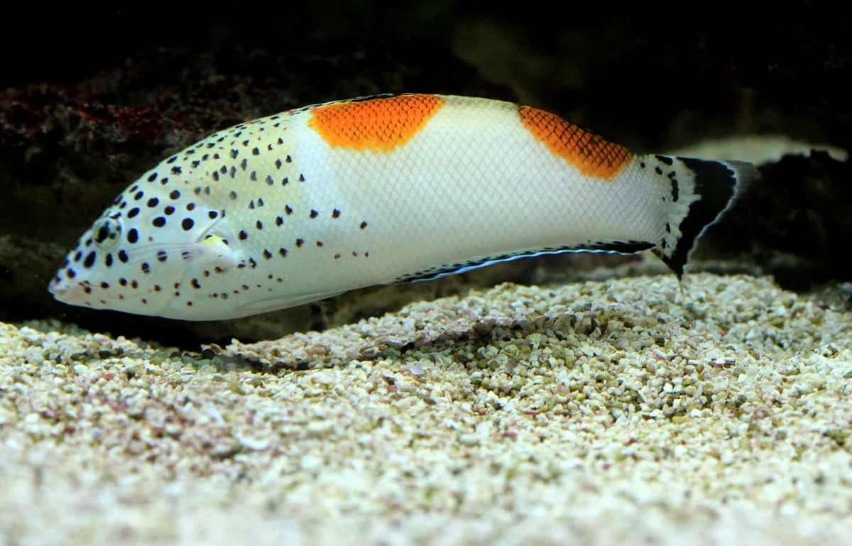 Clown coris - Juvenile