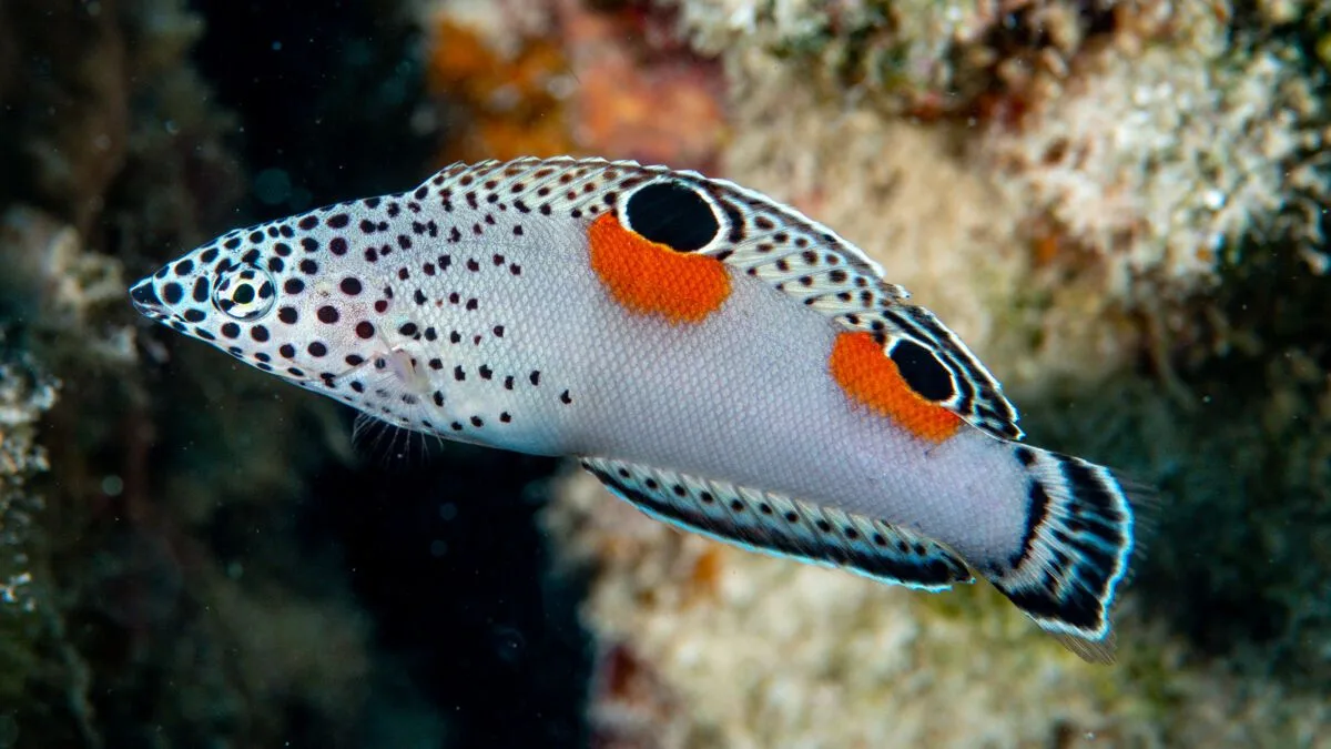 Clown coris - Juvenile