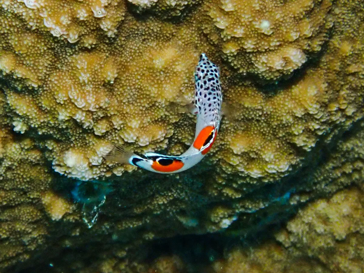 Clown Coris (juvenile)