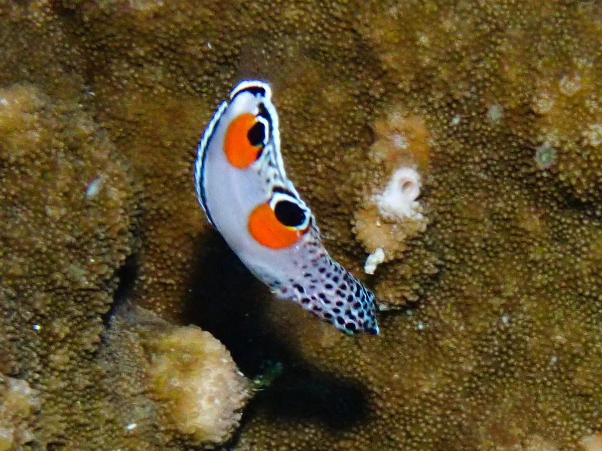 Clown Coris (juvenile)