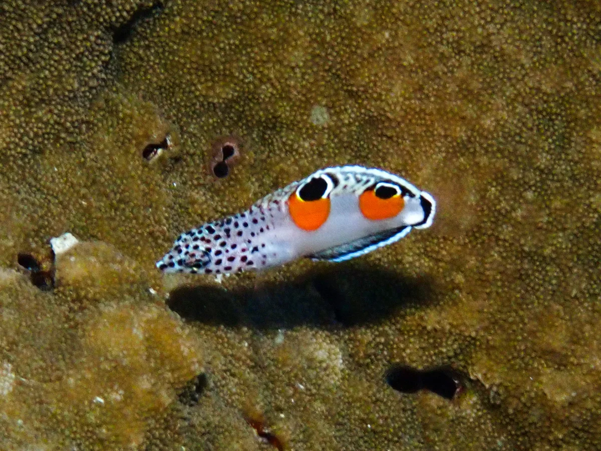 Clown Coris (juvenile)