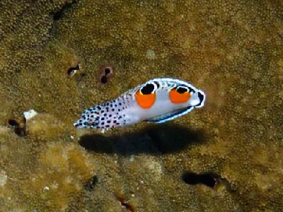 Clown Coris (juvenile)