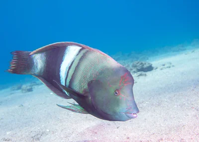 Clown Coris - Coris aygula