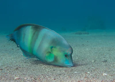 Clown Coris - Coris aygula