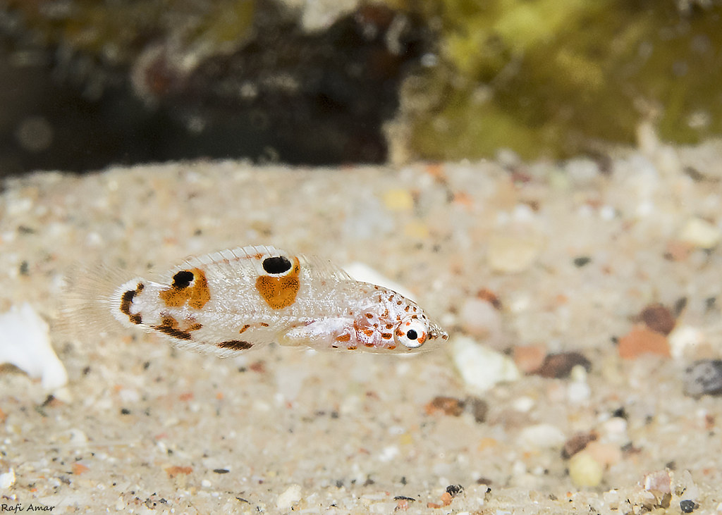 Clown coris - Juvenile - Coris aygula