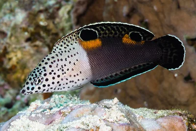 Clown Coris, juvenile - Coris aygula